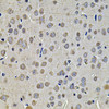 Immunohistochemistry of paraffin-embedded rat brain using DNAJA3 Antibody (22-642) at dilution of 1:100 (40x lens) .