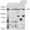 Western blot analysis of extracts of various cell lines, using USP8 antibody (22-643) at 1:1000 dilution.<br/>Secondary antibody: HRP Goat Anti-Rabbit IgG (H+L) at 1:10000 dilution.<br/>Lysates/proteins: 25ug per lane.<br/>Blocking buffer: 3% nonfat dry milk in TBST.<br/>Detection: ECL Basic Kit.<br/>Exposure time: 30s.