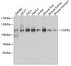 Western blot analysis of extracts of various cell lines, using COPB2 antibody (22-648) at 1:1000 dilution.<br/>Secondary antibody: HRP Goat Anti-Rabbit IgG (H+L) at 1:10000 dilution.<br/>Lysates/proteins: 25ug per lane.<br/>Blocking buffer: 3% nonfat dry milk in TBST.<br/>Detection: ECL Basic Kit.<br/>Exposure time: 5s.