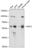 Western blot analysis of extracts of various cell lines, using NMT2 antibody (22-653) at 1:1000 dilution.<br/>Secondary antibody: HRP Goat Anti-Rabbit IgG (H+L) at 1:10000 dilution.<br/>Lysates/proteins: 25ug per lane.<br/>Blocking buffer: 3% nonfat dry milk in TBST.<br/>Detection: ECL Basic Kit.<br/>Exposure time: 10s.