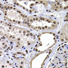 Immunohistochemistry of paraffin-embedded human kidney using mH2A1 antibody (22-656) at dilution of 1:100 (40x lens) .