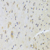 Immunohistochemistry of paraffin-embedded rat spinal cord using DPP3 Antibody (22-662) at dilution of 1:100 (40x lens) .