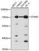 Western blot analysis of extracts of various cell lines, using STAM2 antibody (22-666) at 1:1000 dilution.<br/>Secondary antibody: HRP Goat Anti-Rabbit IgG (H+L) at 1:10000 dilution.<br/>Lysates/proteins: 25ug per lane.<br/>Blocking buffer: 3% nonfat dry milk in TBST.<br/>Detection: ECL Basic Kit.<br/>Exposure time: 1s.