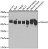 Western blot analysis of extracts of various cell lines, using DNAJA2 antibody (22-667) at 1:3000 dilution.<br/>Secondary antibody: HRP Goat Anti-Rabbit IgG (H+L) at 1:10000 dilution.<br/>Lysates/proteins: 25ug per lane.<br/>Blocking buffer: 3% nonfat dry milk in TBST.<br/>Detection: ECL Basic Kit.<br/>Exposure time: 5s.