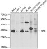 Western blot analysis of extracts of various cell lines, using PPIE antibody (22-668) at 1:1000 dilution.<br/>Secondary antibody: HRP Goat Anti-Rabbit IgG (H+L) at 1:10000 dilution.<br/>Lysates/proteins: 25ug per lane.<br/>Blocking buffer: 3% nonfat dry milk in TBST.<br/>Detection: ECL Basic Kit.<br/>Exposure time: 30s.