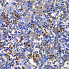 Immunohistochemistry of paraffin-embedded rat spleen using STAMBP antibody (22-670) at dilution of 1:100 (40x lens) .