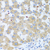 Immunohistochemistry of paraffin-embedded human liver using NMU antibody (22-672) at dilution of 1:100 (40x lens) .