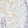 Immunohistochemistry of paraffin-embedded human esophagus using NMU antibody (22-672) at dilution of 1:100 (40x lens) .