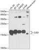 Western blot analysis of extracts of various cell lines, using SUB1 antibody (22-674) at 1:1000 dilution.<br/>Secondary antibody: HRP Goat Anti-Rabbit IgG (H+L) at 1:10000 dilution.<br/>Lysates/proteins: 25ug per lane.<br/>Blocking buffer: 3% nonfat dry milk in TBST.<br/>Detection: ECL Basic Kit.<br/>Exposure time: 30s.