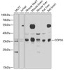 Western blot analysis of extracts of various cell lines, using COPS6 antibody (22-676) at 1:1000 dilution.<br/>Secondary antibody: HRP Goat Anti-Rabbit IgG (H+L) at 1:10000 dilution.<br/>Lysates/proteins: 25ug per lane.<br/>Blocking buffer: 3% nonfat dry milk in TBST.<br/>Detection: ECL Basic Kit.<br/>Exposure time: 10s.