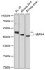 Western blot analysis of extracts of various cell lines, using LILRB4 antibody (22-677) at 1:1000 dilution.<br/>Secondary antibody: HRP Goat Anti-Rabbit IgG (H+L) at 1:10000 dilution.<br/>Lysates/proteins: 25ug per lane.<br/>Blocking buffer: 3% nonfat dry milk in TBST.<br/>Detection: ECL Basic Kit.<br/>Exposure time: 30s.