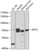 Western blot analysis of extracts of various cell lines, using MTF2 antibody (22-680) at 1:1000 dilution.<br/>Secondary antibody: HRP Goat Anti-Rabbit IgG (H+L) at 1:10000 dilution.<br/>Lysates/proteins: 25ug per lane.<br/>Blocking buffer: 3% nonfat dry milk in TBST.