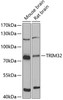 Western blot analysis of extracts of various cell lines, using TRIM32 antibody (22-682) at 1:1000 dilution.<br/>Secondary antibody: HRP Goat Anti-Rabbit IgG (H+L) at 1:10000 dilution.<br/>Lysates/proteins: 25ug per lane.<br/>Blocking buffer: 3% nonfat dry milk in TBST.<br/>Detection: ECL Basic Kit.<br/>Exposure time: 90s.