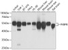 Western blot analysis of extracts of various cell lines, using FKBP8 antibody (22-685) at 1:1000 dilution.<br/>Secondary antibody: HRP Goat Anti-Rabbit IgG (H+L) at 1:10000 dilution.<br/>Lysates/proteins: 25ug per lane.<br/>Blocking buffer: 3% nonfat dry milk in TBST.<br/>Detection: ECL Basic Kit.<br/>Exposure time: 5s.