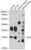 Western blot analysis of extracts of various cell lines, using GCA antibody (22-686) at 1:1000 dilution.<br/>Secondary antibody: HRP Goat Anti-Rabbit IgG (H+L) at 1:10000 dilution.<br/>Lysates/proteins: 25ug per lane.<br/>Blocking buffer: 3% nonfat dry milk in TBST.<br/>Detection: ECL Basic Kit.<br/>Exposure time: 30s.