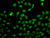 Immunofluorescence analysis of A549 cells using GCA antibody (22-686) .