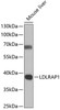 Western blot analysis of extracts of mouse liver, using LDLRAP1 antibody (22-691) at 1:1000 dilution.<br/>Secondary antibody: HRP Goat Anti-Rabbit IgG (H+L) at 1:10000 dilution.<br/>Lysates/proteins: 25ug per lane.<br/>Blocking buffer: 3% nonfat dry milk in TBST.<br/>Detection: ECL Basic Kit.<br/>Exposure time: 90s.