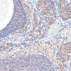 Immunohistochemistry of paraffin-embedded rat ovary using TES antibody (22-692) at dilution of 1:100 (40x lens) .