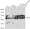 Western blot analysis of extracts of various cell lines, using VPS4A antibody (22-694) at 1:1000 dilution.<br/>Secondary antibody: HRP Goat Anti-Rabbit IgG (H+L) at 1:10000 dilution.<br/>Lysates/proteins: 25ug per lane.<br/>Blocking buffer: 3% nonfat dry milk in TBST.<br/>Detection: ECL Basic Kit.<br/>Exposure time: 30s.