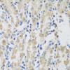 Immunohistochemistry of paraffin-embedded human stomach using VPS4A antibody (22-694) at dilution of 1:100 (40x lens) .