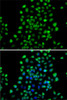 Immunofluorescence analysis of A-549 cells using NTMT1 antibody (22-696) . Blue: DAPI for nuclear staining.