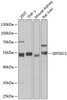 Western blot analysis of extracts of various cell lines, using SEPSECS Antibody (22-701) at 1:1000 dilution.<br/>Secondary antibody: HRP Goat Anti-Rabbit IgG (H+L) at 1:10000 dilution.<br/>Lysates/proteins: 25ug per lane.<br/>Blocking buffer: 3% nonfat dry milk in TBST.<br/>Detection: ECL Basic Kit.<br/>Exposure time: 3s.