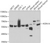 Western blot analysis of extracts of various cell lines, using HSPA14 antibody (22-704) at 1:1000 dilution.<br/>Secondary antibody: HRP Goat Anti-Rabbit IgG (H+L) at 1:10000 dilution.<br/>Lysates/proteins: 25ug per lane.<br/>Blocking buffer: 3% nonfat dry milk in TBST.<br/>Detection: ECL Basic Kit.<br/>Exposure time: 10s.