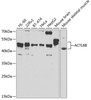 Western blot analysis of extracts of various cell lines, using ACTL6B antibody (22-705) at 1:1000 dilution.<br/>Secondary antibody: HRP Goat Anti-Rabbit IgG (H+L) at 1:10000 dilution.<br/>Lysates/proteins: 25ug per lane.<br/>Blocking buffer: 3% nonfat dry milk in TBST.<br/>Detection: ECL Basic Kit.<br/>Exposure time: 40s.