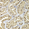 Immunohistochemistry of paraffin-embedded human kidney using ACTL6B antibody (22-705) at dilution of 1:100 (40x lens) .