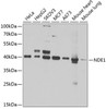 Western blot analysis of extracts of various cell lines, using NDE1 antibody (22-709) at 1:1000 dilution.<br/>Secondary antibody: HRP Goat Anti-Rabbit IgG (H+L) at 1:10000 dilution.<br/>Lysates/proteins: 25ug per lane.<br/>Blocking buffer: 3% nonfat dry milk in TBST.<br/>Detection: ECL Basic Kit.<br/>Exposure time: 90s.