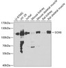 Western blot analysis of extracts of various cell lines, using SOX6 antibody (22-712) at 1:1000 dilution.<br/>Secondary antibody: HRP Goat Anti-Rabbit IgG (H+L) at 1:10000 dilution.<br/>Lysates/proteins: 25ug per lane.<br/>Blocking buffer: 3% nonfat dry milk in TBST.<br/>Detection: ECL Basic Kit.<br/>Exposure time: 30s.