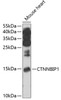 Western blot analysis of extracts of mouse heart, using CTNNBIP1 antibody (22-718) at 1:1000 dilution.<br/>Secondary antibody: HRP Goat Anti-Rabbit IgG (H+L) at 1:10000 dilution.<br/>Lysates/proteins: 25ug per lane.<br/>Blocking buffer: 3% nonfat dry milk in TBST.<br/>Detection: ECL Enhanced Kit.<br/>Exposure time: 30s.