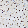 Immunohistochemistry of paraffin-embedded rat brain using CCAR2 antibody (22-722) at dilution of 1:100 (40x lens) .