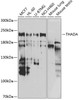 Western blot analysis of extracts of various cell lines, using THADA antibody (22-725) at 1:1000 dilution.<br/>Secondary antibody: HRP Goat Anti-Rabbit IgG (H+L) at 1:10000 dilution.<br/>Lysates/proteins: 25ug per lane.<br/>Blocking buffer: 3% nonfat dry milk in TBST.<br/>Detection: ECL Basic Kit.<br/>Exposure time: 90s.