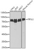 Western blot analysis of extracts of various cell lines, using FIP1L1 antibody (22-733) at 1:1000 dilution.<br/>Secondary antibody: HRP Goat Anti-Rabbit IgG (H+L) at 1:10000 dilution.<br/>Lysates/proteins: 25ug per lane.<br/>Blocking buffer: 3% nonfat dry milk in TBST.<br/>Detection: ECL Basic Kit.<br/>Exposure time: 90s.