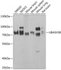 Western blot analysis of extracts of various cell lines, using UBASH3B antibody (22-735) at 1:1000 dilution.<br/>Secondary antibody: HRP Goat Anti-Rabbit IgG (H+L) at 1:10000 dilution.<br/>Lysates/proteins: 25ug per lane.<br/>Blocking buffer: 3% nonfat dry milk in TBST.<br/>Detection: ECL Basic Kit.<br/>Exposure time: 30s.
