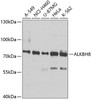 Western blot analysis of extracts of various cell lines, using ALKBH8 antibody (22-736) at 1:1000 dilution.<br/>Secondary antibody: HRP Goat Anti-Rabbit IgG (H+L) at 1:10000 dilution.<br/>Lysates/proteins: 25ug per lane.<br/>Blocking buffer: 3% nonfat dry milk in TBST.<br/>Detection: ECL Basic Kit.<br/>Exposure time: 90s.