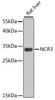 Western blot analysis of extracts of rat liver, using NCR3 antibody (22-744) at 1:1000 dilution.<br/>Secondary antibody: HRP Goat Anti-Rabbit IgG (H+L) at 1:10000 dilution.<br/>Lysates/proteins: 25ug per lane.<br/>Blocking buffer: 3% nonfat dry milk in TBST.<br/>Detection: ECL Basic Kit.<br/>Exposure time: 60s.