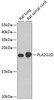 Western blot analysis of extracts of various cell lines, using PLA2G2D antibody (22-752) at 1:1000 dilution.<br/>Secondary antibody: HRP Goat Anti-Rabbit IgG (H+L) at 1:10000 dilution.<br/>Lysates/proteins: 25ug per lane.<br/>Blocking buffer: 3% nonfat dry milk in TBST.<br/>Detection: ECL Basic Kit.<br/>Exposure time: 90s.