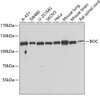 Western blot analysis of extracts of various cell lines, using BOC antibody (22-756) at 1:1000 dilution.<br/>Secondary antibody: HRP Goat Anti-Rabbit IgG (H+L) at 1:10000 dilution.<br/>Lysates/proteins: 25ug per lane.<br/>Blocking buffer: 3% nonfat dry milk in TBST.<br/>Detection: ECL Basic Kit.<br/>Exposure time: 60s.