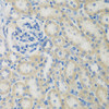 Immunohistochemistry of paraffin-embedded rat kidney using CCL26 antibody (22-757) at dilution of 1:200 (40x lens) .