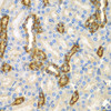 Immunohistochemistry of paraffin-embedded mouse kidney using CNPY3 antibody (22-758) at dilution of 1:100 (40x lens) .