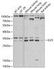 Western blot analysis of extracts of various cell lines, using ELF5 antibody (22-761) at 1:1000 dilution.<br/>Secondary antibody: HRP Goat Anti-Rabbit IgG (H+L) at 1:10000 dilution.<br/>Lysates/proteins: 25ug per lane.<br/>Blocking buffer: 3% nonfat dry milk in TBST.<br/>Detection: ECL Basic Kit.<br/>Exposure time: 90s.