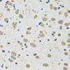 Immunohistochemistry of paraffin-embedded rat brain using EPHA2 Antibody (22-763) at dilution of 1:100 (40x lens) .