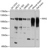 Western blot analysis of extracts of various cell lines, using MAG antibody (22-766) at 1:1000 dilution.<br/>Secondary antibody: HRP Goat Anti-Rabbit IgG (H+L) at 1:10000 dilution.<br/>Lysates/proteins: 25ug per lane.<br/>Blocking buffer: 3% nonfat dry milk in TBST.<br/>Detection: ECL Basic Kit.<br/>Exposure time: 1s.