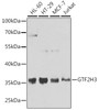 Western blot analysis of extracts of various cell lines, using GTF2H3 antibody (22-768) at 1:1000 dilution.<br/>Secondary antibody: HRP Goat Anti-Rabbit IgG (H+L) at 1:10000 dilution.<br/>Lysates/proteins: 25ug per lane.<br/>Blocking buffer: 3% nonfat dry milk in TBST.<br/>Detection: ECL Basic Kit.<br/>Exposure time: 10s.