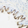 Immunohistochemistry of paraffin-embedded rat lung using KIAA1456 antibody (22-772) at dilution of 1:200 (40x lens) .