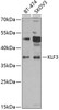 Western blot analysis of extracts of various cell lines, using KLF3 antibody (22-773) at 1:1000 dilution._Secondary antibody: HRP Goat Anti-Rabbit IgG (H+L) at 1:10000 dilution._Lysates/proteins: 25ug per lane._Blocking buffer: 3% nonfat dry milk in TBST._Detection: ECL Enhanced Kit._Exposure time: 60s.