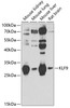 Western blot analysis of extracts of various cell lines, using KLF9 antibody (22-774) at 1:1000 dilution.<br/>Secondary antibody: HRP Goat Anti-Rabbit IgG (H+L) at 1:10000 dilution.<br/>Lysates/proteins: 25ug per lane.<br/>Blocking buffer: 3% nonfat dry milk in TBST.<br/>Detection: ECL Basic Kit.<br/>Exposure time: 90s.