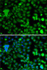 Immunofluorescence analysis of A-549 cells using KLF9 antibody (22-774) . Blue: DAPI for nuclear staining.